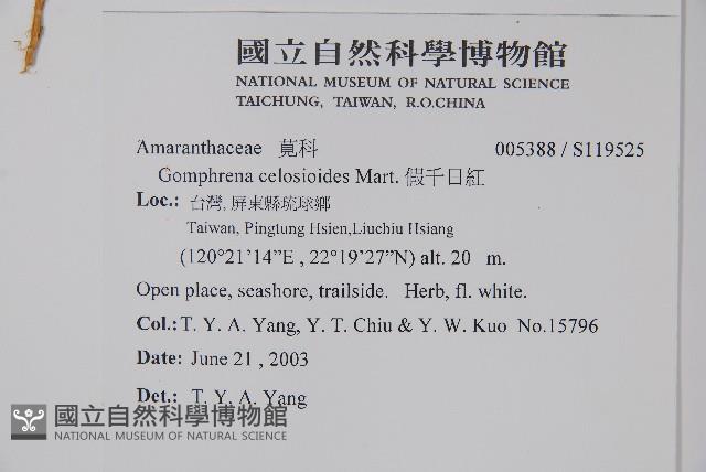 假千日紅藏品圖，第2張