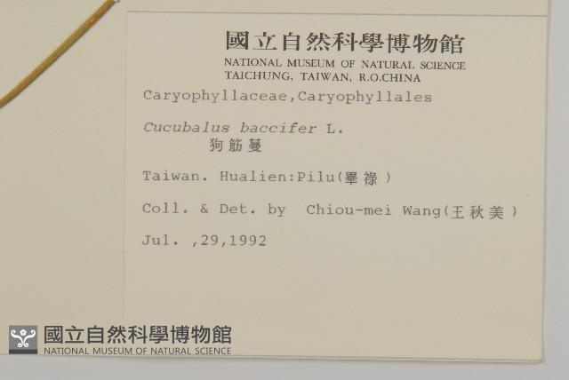 狗筋蔓藏品圖，第2張