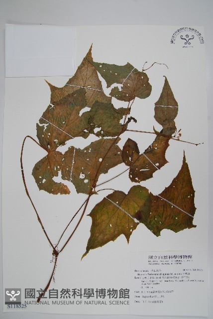水鴨腳藏品圖，第1張