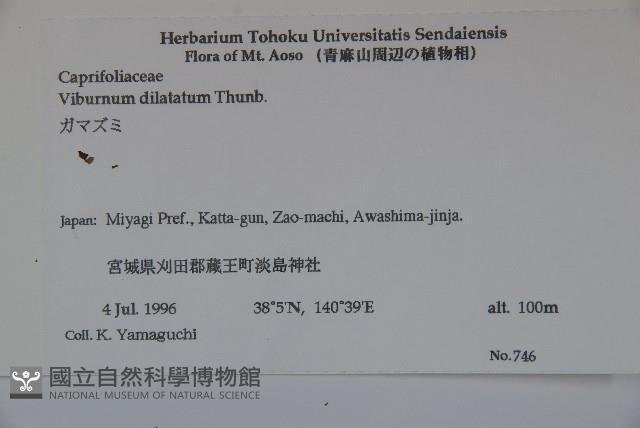 莢迷藏品圖，第2張