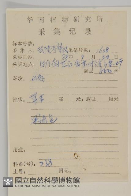 煙管草藏品圖，第2張