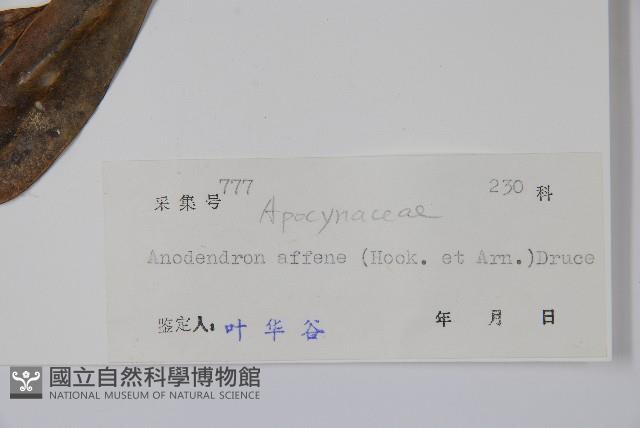 小錦蘭藏品圖，第2張