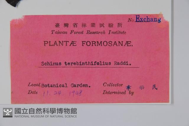 巴西乳香、巴西胡椒木藏品圖，第2張