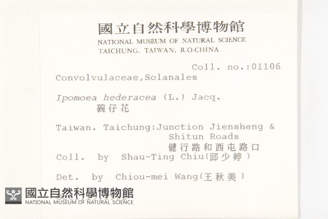 碗仔花藏品圖，第2張