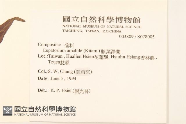 腺葉澤蘭藏品圖，第2張