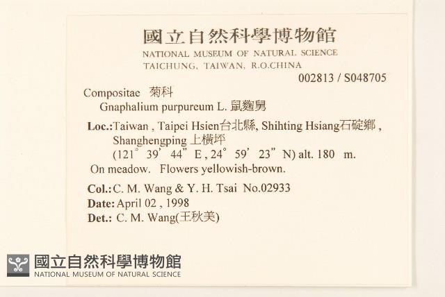 鼠麴舅藏品圖，第2張