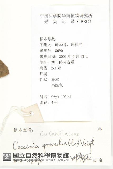 紅瓜藏品圖，第2張