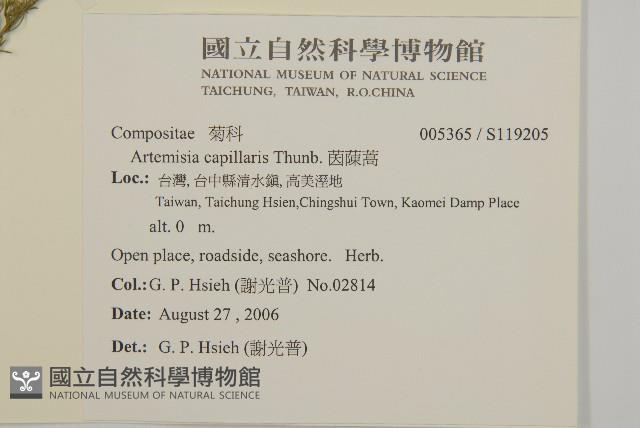 茵蔯蒿藏品圖，第2張