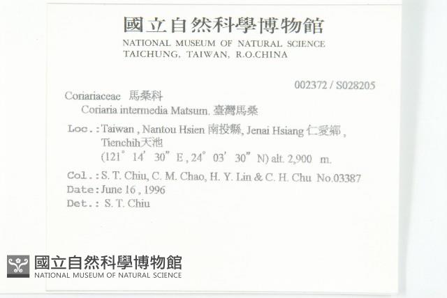 臺灣馬桑藏品圖，第2張