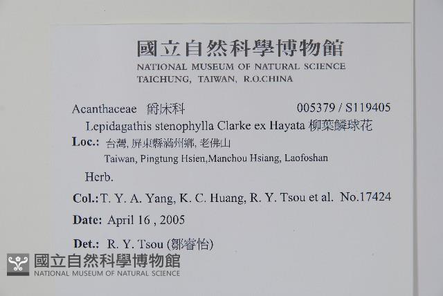 柳葉鱗球花藏品圖，第2張