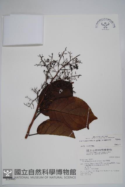 厚殼樹藏品圖，第1張