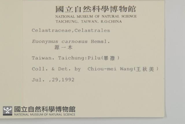 厚葉衛矛, 源一木藏品圖，第2張