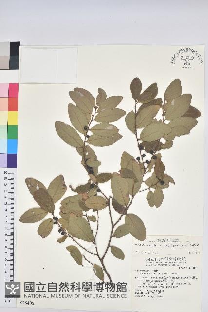 土密樹藏品圖，第1張