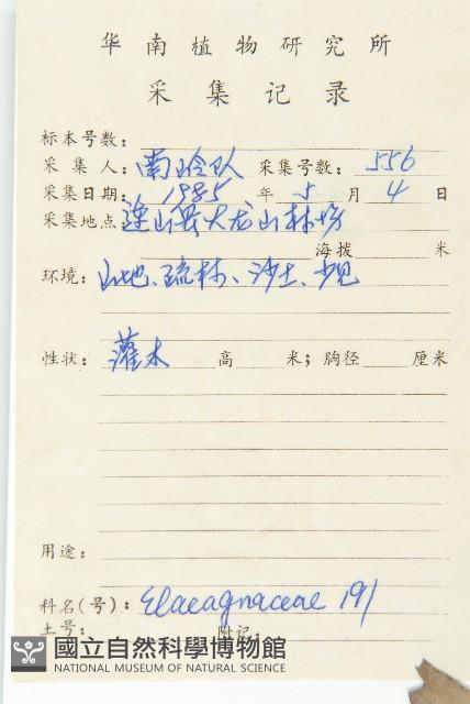 藤胡頹子藏品圖，第2張