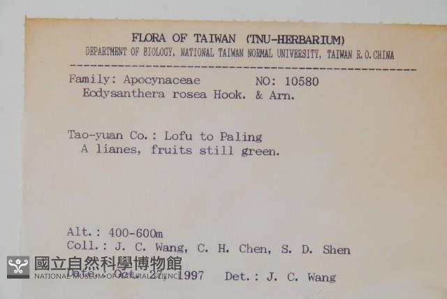 酸藤藏品圖，第2張