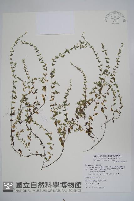 細纍子草藏品圖，第1張