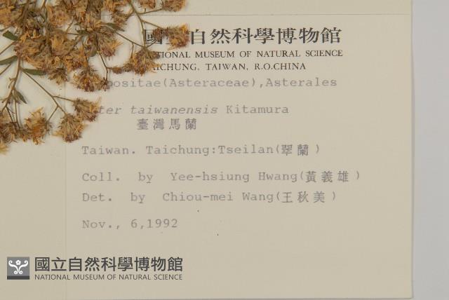 臺灣馬蘭藏品圖，第2張