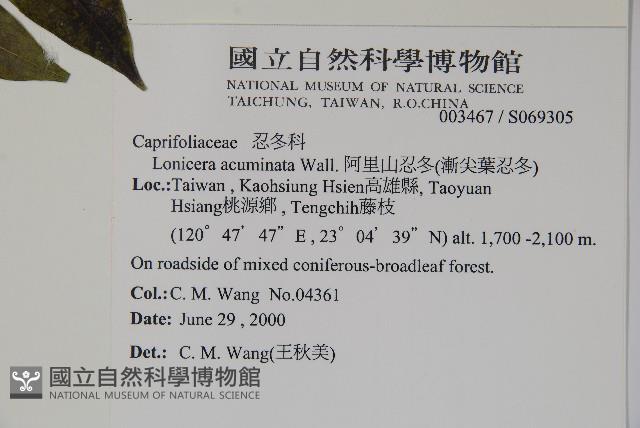 阿里山忍冬、漸尖葉忍冬藏品圖，第2張