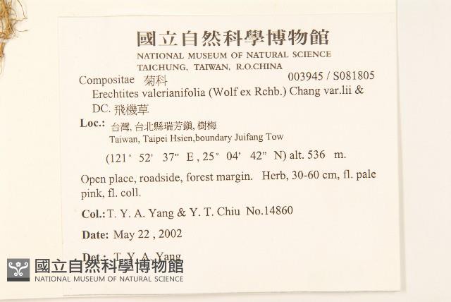 飛機草藏品圖，第2張