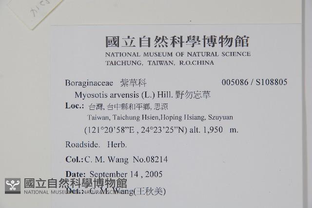 野勿忘草藏品圖，第5張