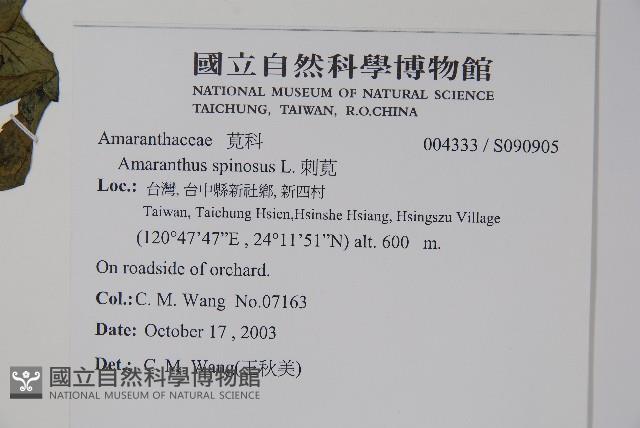 刺莧藏品圖，第2張