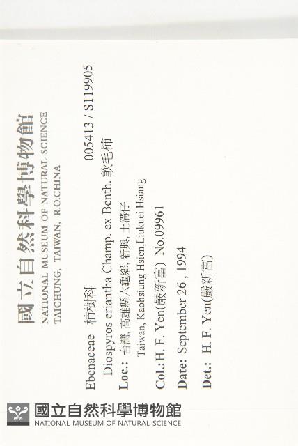 軟毛柿藏品圖，第2張