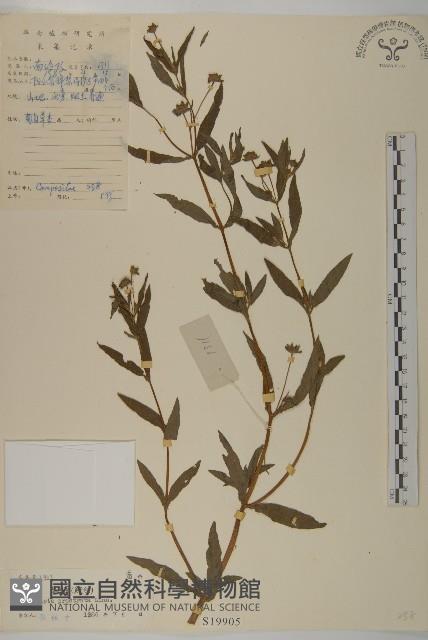 鱧腸藏品圖，第1張