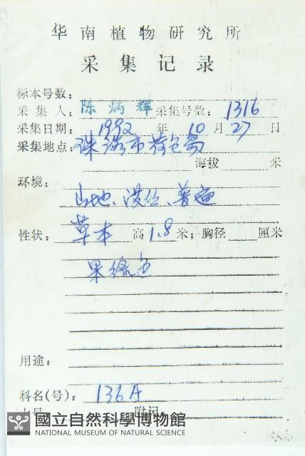 俄氏虎皮楠、蘭嶼虎皮楠、虎皮楠藏品圖，第2張