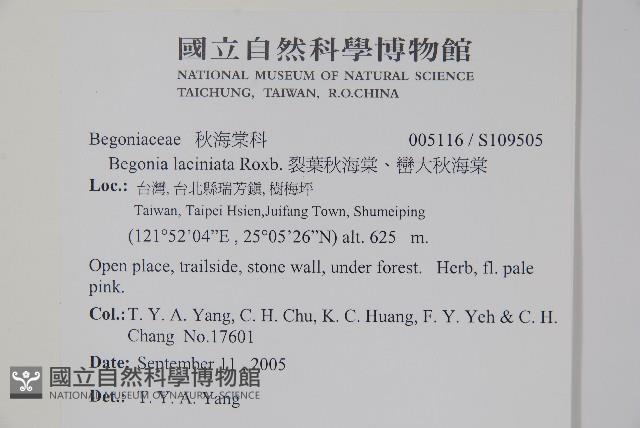 裂葉秋海棠、巒大秋海棠藏品圖，第2張