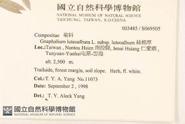 絲綿草藏品圖，第2張