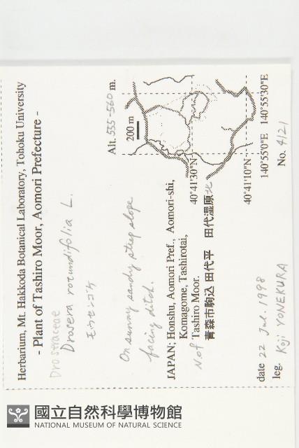 圓葉茅膏菜藏品圖，第2張