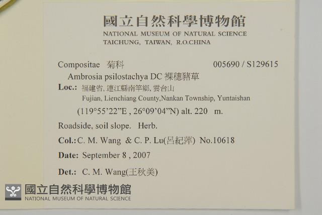 裸穗豬草藏品圖，第2張