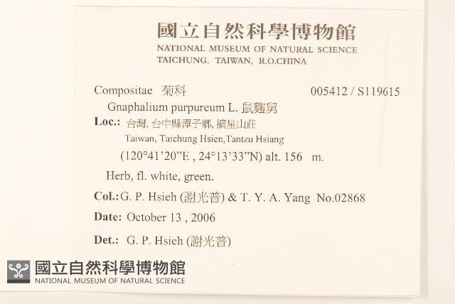 鼠麴舅藏品圖，第2張