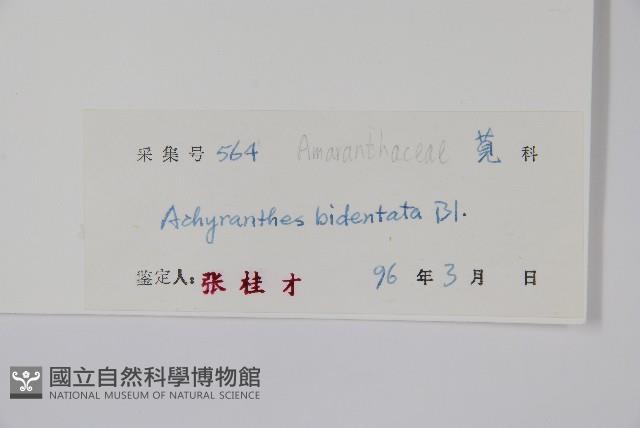 牛膝藏品圖，第2張