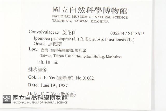 馬鞍藤藏品圖，第2張