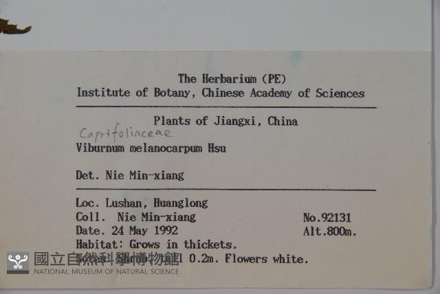 黑果莢迷藏品圖，第2張