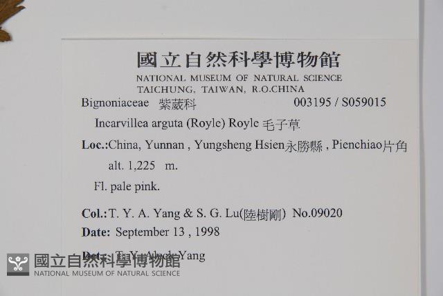 毛子草藏品圖，第2張