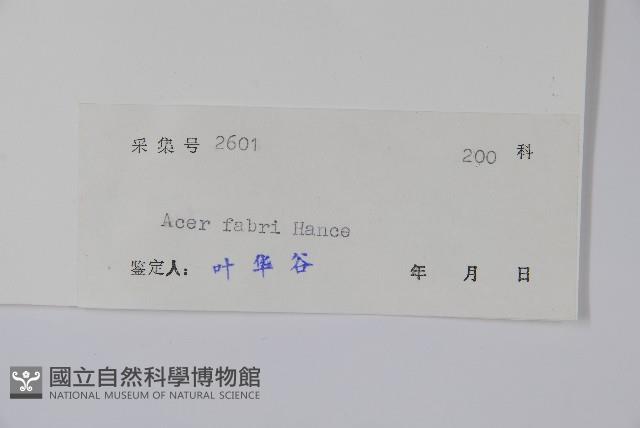 紅翅槭藏品圖，第2張