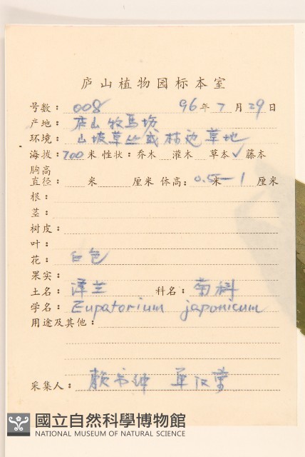 佩蘭、澤蘭藏品圖，第2張