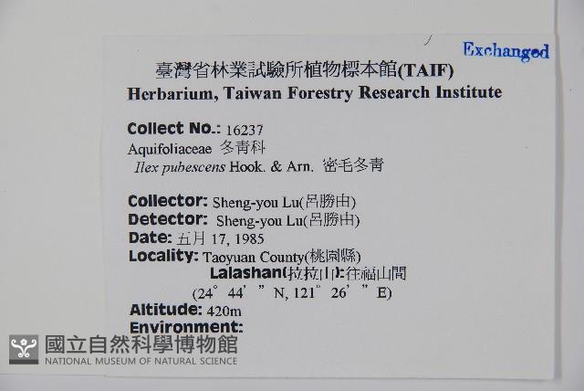 密毛假黃楊藏品圖，第2張