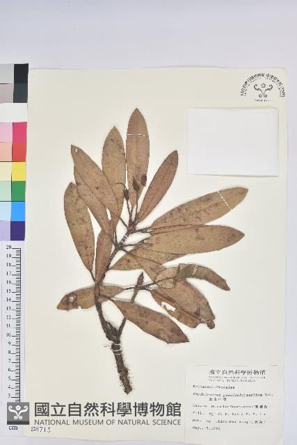 玉山杜鵑藏品圖，第1張