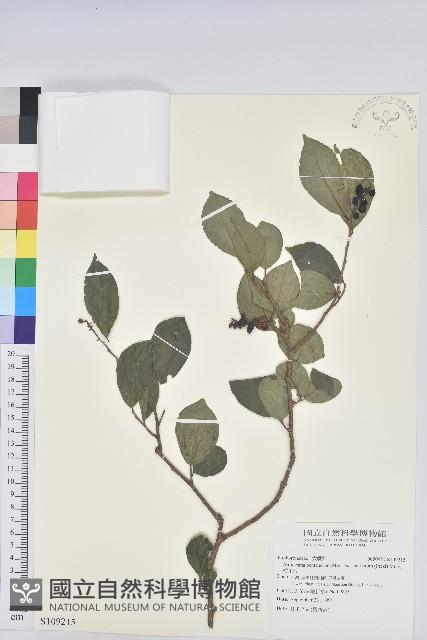 枯里珍藏品圖，第1張