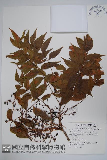 黃連木、爛心木藏品圖，第1張