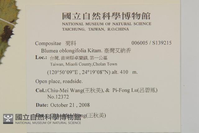 臺灣艾納香藏品圖，第2張