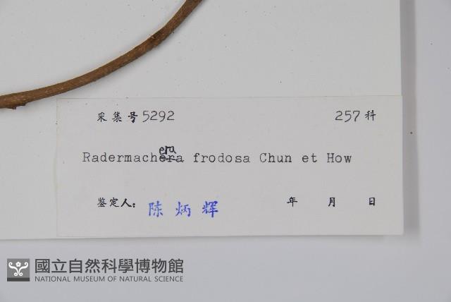 美葉菜豆樹藏品圖，第2張