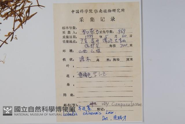 半邊蓮、鐮磨仔草藏品圖，第2張