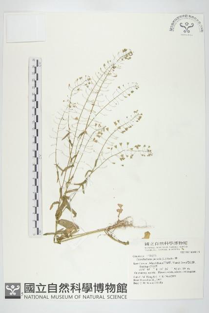 薺藏品圖，第1張