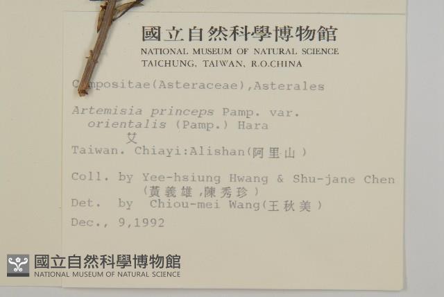 南艾蒿藏品圖，第2張