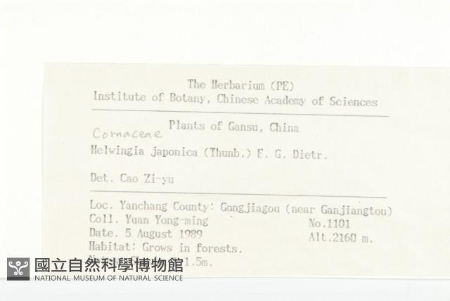 青莢葉藏品圖，第2張