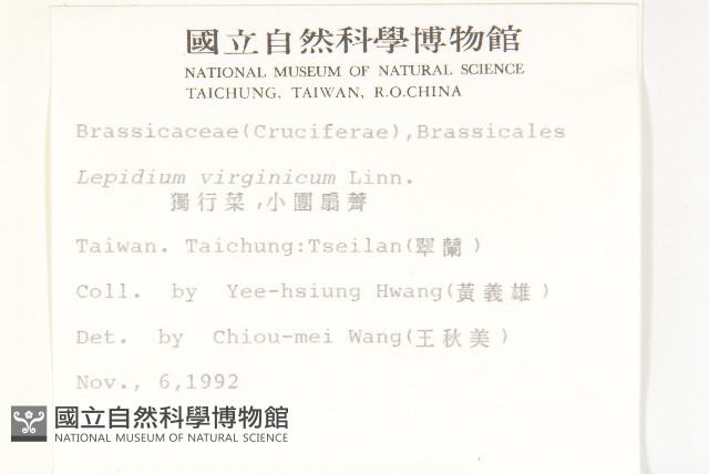 獨行菜藏品圖，第2張